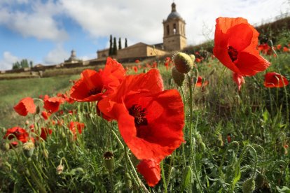 El campo de Castilla y León se tiñe de rojo. Campo de amapolas en Ciudad Rodrigo (Salamanca). -ICAL