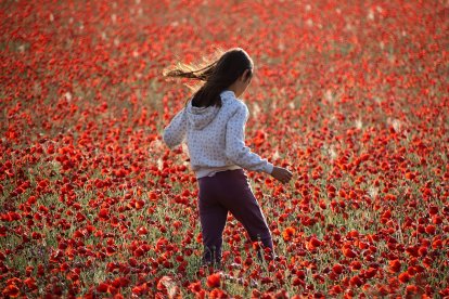 El campo de Castilla y León se tiñe de rojo. Una niña en un campo de amapolas en la provincia de León. -ICAL