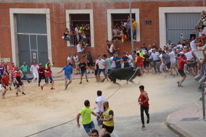 Toro enmaromado de Benavente. ICAL