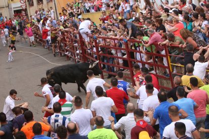Toro enmaromado de Benavente. ICAL