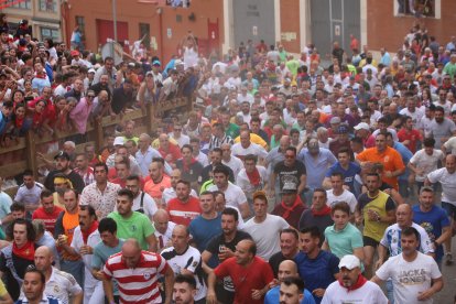 Toro enmaromado de Benavente. ICAL