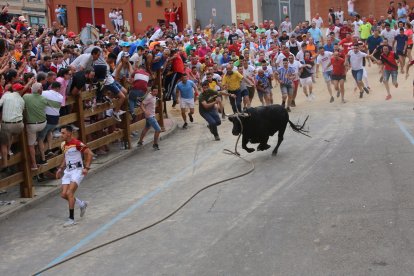 Toro enmaromado de Benavente. ICAL