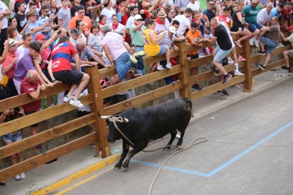 Toro enmaromado de Benavente. ICAL