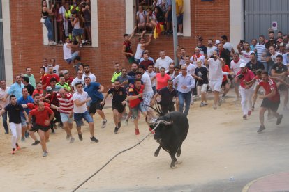 Toro enmaromado de Benavente. ICAL