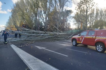 Caída de un árbol en la avenida  Ingeniero Sáenz de Miera. E.M.