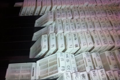 Tejidos neurológicos en recipientes congelados. -FOTO CEDIDA POR EL INCYL