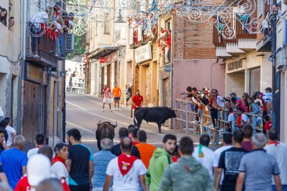 Baja por la calle de la resina de las reses de la ganadería Sánchez Herrero.- Ical