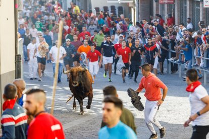 Baja por la calle de la resina de las reses de la ganadería Sánchez Herrero.- Ical