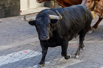 Baja por la calle de la resina de las reses de la ganadería Sánchez Herrero.- Ical