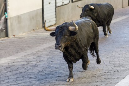 Baja por la calle de la resina de las reses de la ganadería Sánchez Herrero.- Ical