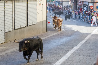 Baja por la calle de la resina de las reses de la ganadería Sánchez Herrero.- Ical