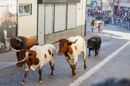 Baja por la calle de la resina de las reses de la ganadería Sánchez Herrero.- Ical
