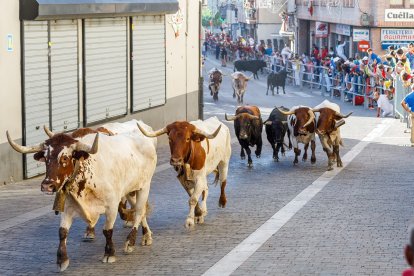 Baja por la calle de la resina de las reses de la ganadería Sánchez Herrero.- Ical