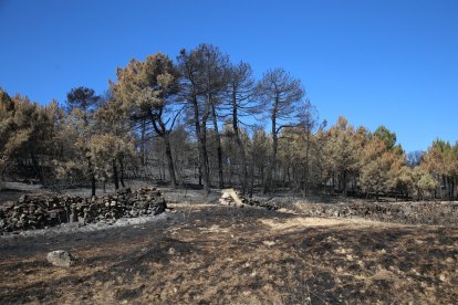 Incendio en Losacio de Alba (Zamora).- ICAL