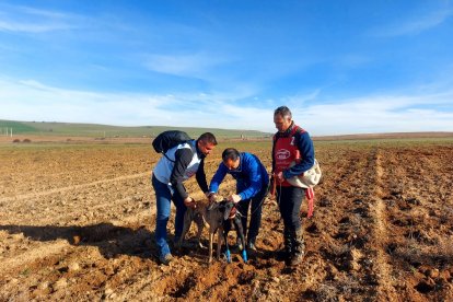 La galga 'Aitana de Hermanos Bravo' en la tercera jornada del Nacional de Galgos en Nava del Rey. -FEDERACIÓN ESPAÑOLA DE GALGOS