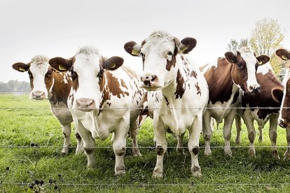 Cabezas de vacuno de carne en una explotación de crianza en extensivo. PQS / CCO