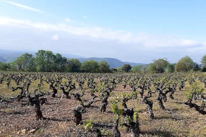 Viñedo viejo en el municipio berciano de Toral de los Vados. ICAL