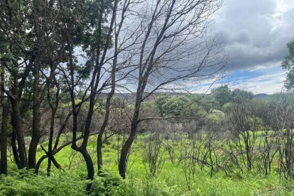 El verde se mezcla con los árboles quemados un año después del incendio de la Sierra de la Culebra. A. CALVO