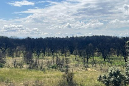 Los árboles quemados sobre un manto verde, un año después del incendio de la Sierra de la Culebra. A. CALVO