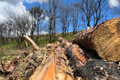 Madera cortada, negra por fuera pero sana en su interior. A. CALVO