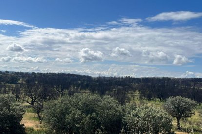 La Sierra de la Culebra un año después del incendio. A. CALVO