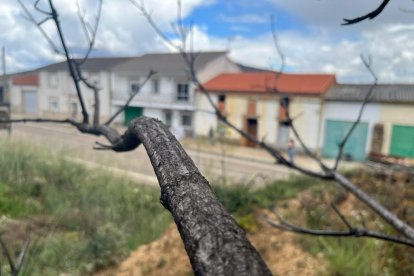 Sierra de la Culebra un año después. Al fondo, la casa reconstruida de Nelly en Otero de Bodas. A. CALVO
