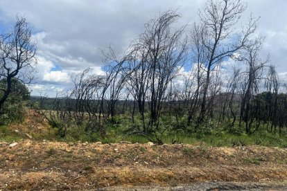 El verde se mezcla con los árboles quemados un año después del incendio de la Sierra de la Culebra. A. CALVO