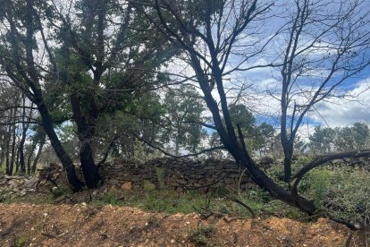 El verde se mezcla con los árboles quemados un año después del incendio de la Sierra de la Culebra. A. CALVO