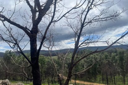 El verde se mezcla con los árboles quemados un año después del incendio de la Sierra de la Culebra. A. CALVO