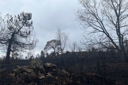 Paisaje quemado una semana después del incendio en la Sierra de la Culebra en junio de 2022. A. CALVO