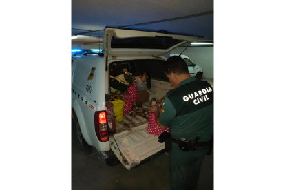 Setas incautadas por la Guardia Civil en Soria. E.M.