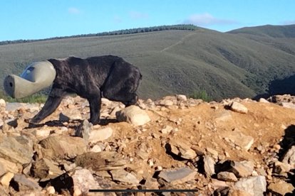 Rescate de un oso con la cabeza atrapada en un bidón en León. -TWITTER ALFERMA1