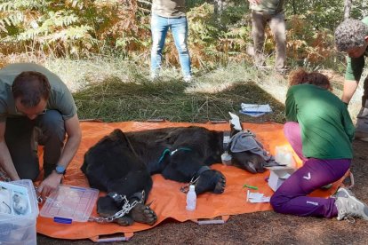 Veterinarios clínicos de la red de centros de fauna de la Junta de Castilla y León liberan a un oso pardo con la cabeza atrapada en un bidón de plástico en la localidad leonesa de Anllares del Sil, en el municipio de Páramo del Sil (León). -ICAL