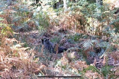 Rescate de un oso con la cabeza atrapada en un bidón en León. -TWITTER ALFERMA1