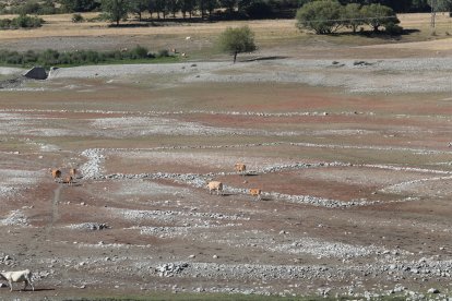 Embalses de Palencia
Aspecto del embalse de Camporredondo, vacas en la zona de Alba de los Cardaños (Palencia) pasean por el fondo del ambalse en busca del agua.- ICAL