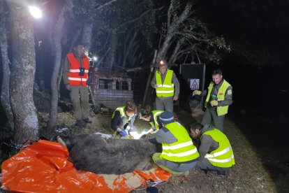 Operativo durante la captura del oso pardo dentro del del Plan de Radiomarcaje de la Junta. - E. M.