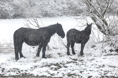 Nieve en Arbas del Puerto (León).-ICAL