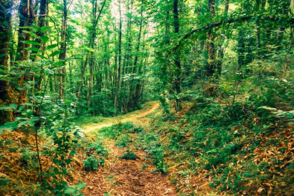 El bosque 'Soto de los Barrios' de Ponferrada - BOSQUE SIN FRONTERAS