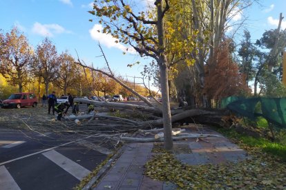 Caída de un árbol en la avenida  Ingeniero Sáenz de Miera. E.M.