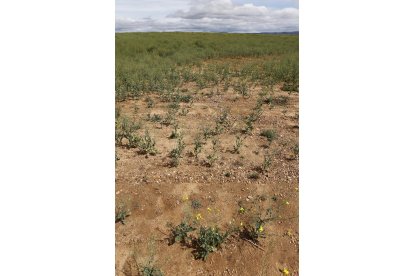 Campos de cultivo afectados por la sequía. - ICAL
