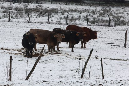 Intensa nevada en El Bierzo - ICAL