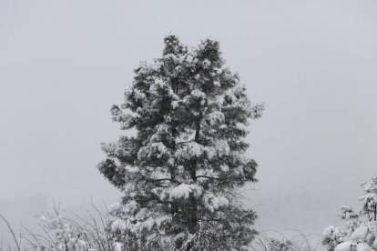 Intensa nevada en El Bierzo - ICAL