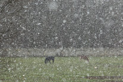 Intensa nevada en El Bierzo - ICAL