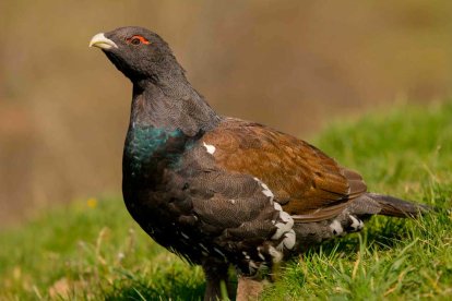 Imagen de un urogallo cantábrico