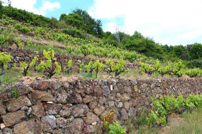 El visitante se recreará paseando por los Caminos de Arte en la Naturaleza, o los Senderos del Alagón, dentro de la Reserva de la Biosfera Sierras de Béjar y Francia