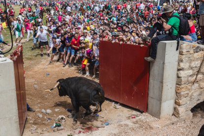 Salida de novillos en el 'Jueves la Saca' con motivo de las fiestas de San Juan en Soria
