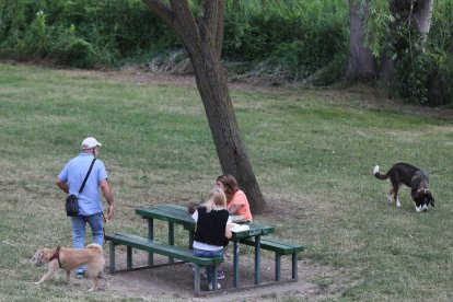 Perros en la zona del río Carrión en la capital palentina.