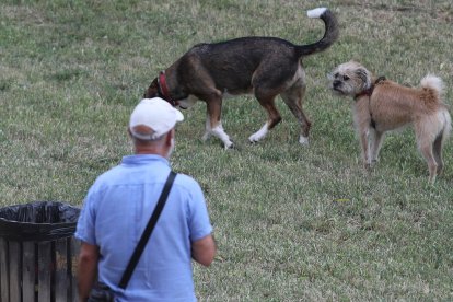 Perros en la zona del río Carrión en la capital palentina.