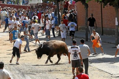 Toro del Verdejo en Rueda, Valladolid. Imagen de archivo.