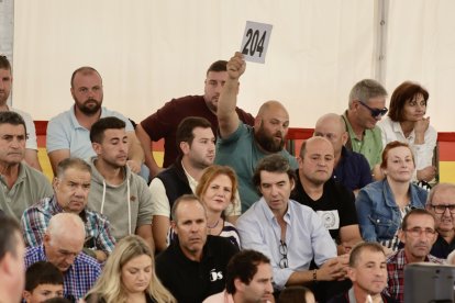 Subasta nacional de ganado bovino Salamaq24.